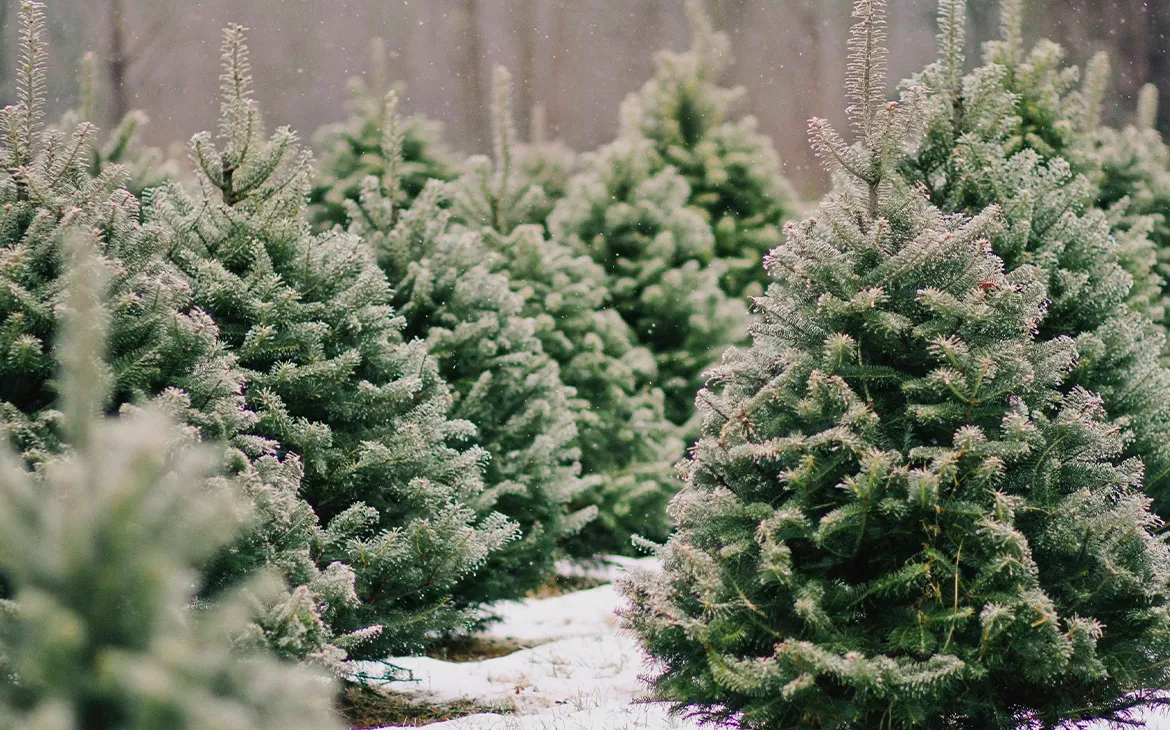 Елочные базары 2025