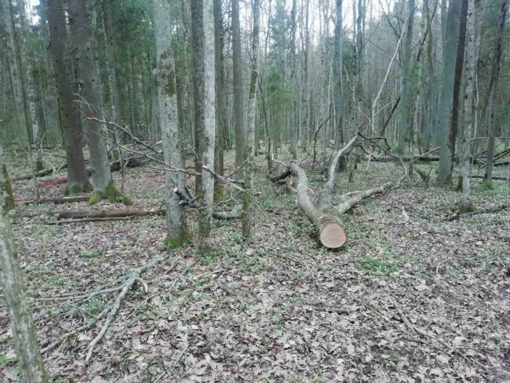 Факт незаконной рубки деревьев выявили должностные лица гослесохраны Новогрудского лесхоза
