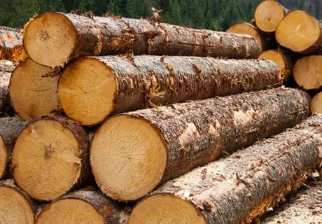 О реализации физическим лицам деловой древесины